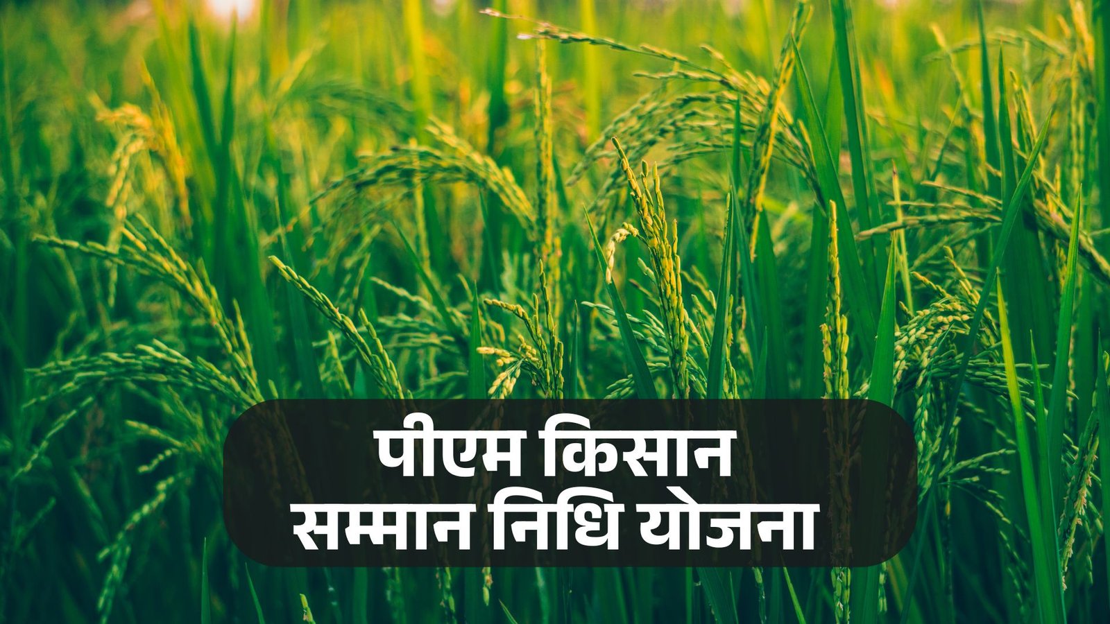 An Indian farmer working in a lush green field, symbolizing the benefits of the PM Kisan Samman Nidhi scheme, which provides financial support to small and marginal farmers across India.